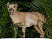 Check terms before going after Tasmanian Tiger
